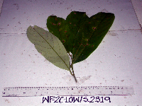 Thumbnail image of current specimen