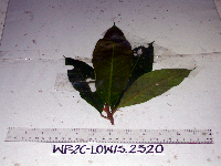 Palaquium morobense image