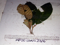 Palaquium supfianum image