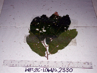 Image Associated With the Occurence
