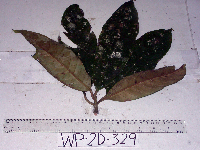 Palaquium supfianum image