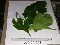 Chisocheton lasiocarpus image