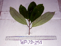 Litsea discolor image