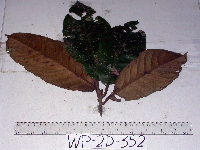 Palaquium supfianum image