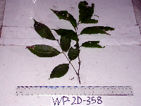 Guioa comesperma image