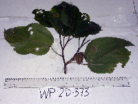 Image Associated With the Occurence
