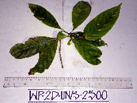 Pavetta platyclada image