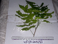 Didymocheton papuanus image