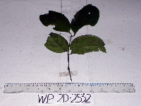 Gnetum latifolium image