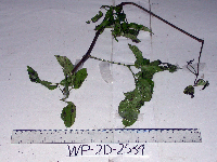 Petraeovitex multiflora image