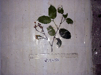 Gnetum latifolium image
