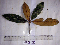 Palaquium supfianum image