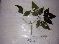 Petraeovitex multiflora image