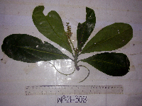 Terminalia archipelagi image