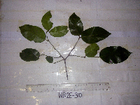 Gnetum latifolium image