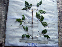 Petraeovitex multiflora image