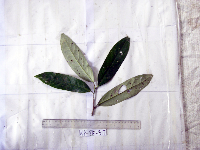 Thumbnail image of current specimen