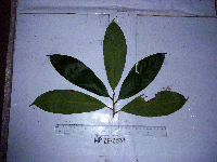 Palaquium morobense image