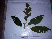 Macaranga punctata image