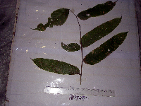 Dracontomelon dao image