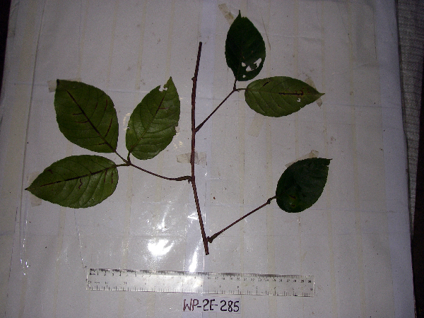 Apocissus hypoglauca image