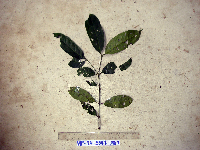 Gnetum latifolium image