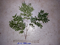 Tristiropsis acutangula image