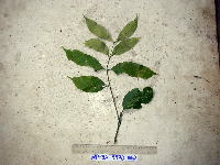 Aphanamixis polystachya image