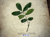 Aphanamixis polystachya image