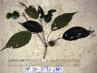 thumbnail image of current specimen