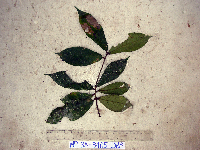Media resource of Ficus badiopurpurea