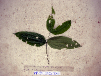 Strychnos minor image