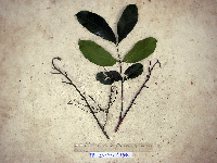 Aphanamixis polystachya image