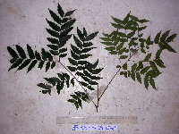 Tristiropsis acutangula image