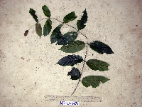 Uncaria lanosa image