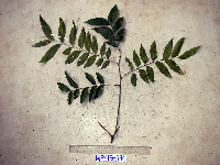 Tristiropsis acutangula image