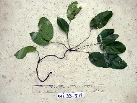 Gnetum latifolium image