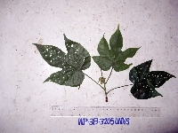 Image Associated With the Occurence