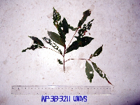 Terminalia microcarpa image