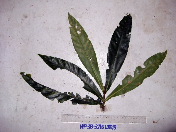 Atractocarpus decorus image