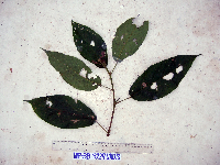 Macaranga novoguineensis image