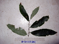 Thumbnail image of current specimen