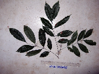 Guioa comesperma image