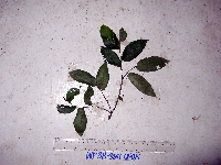 Popowia beccarii image