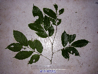 Guioa comesperma image