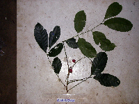 Aphanamixis polystachya image