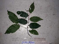 Prunus schlechteri image