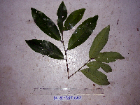 Litsea discolor image