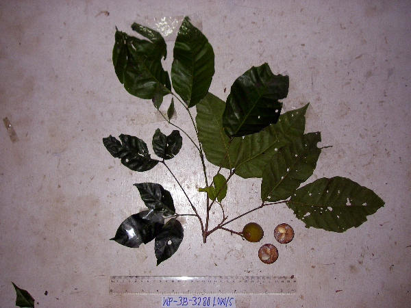 Allophylus cobbe image