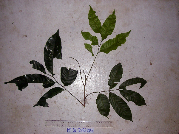 Aglaia lepiorrhachis image